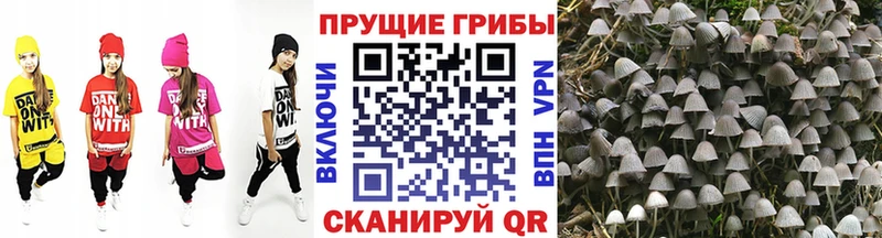Купить  Белово  Галлюциногенные грибы Psilocybine cubensis 